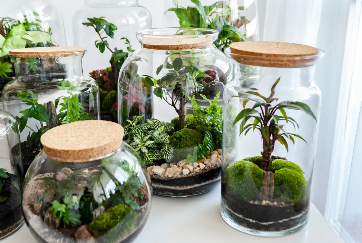 Safe beginner terrarium plant alternatives