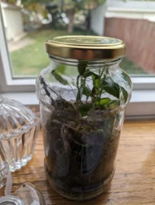 Sealed terrarium with condensation