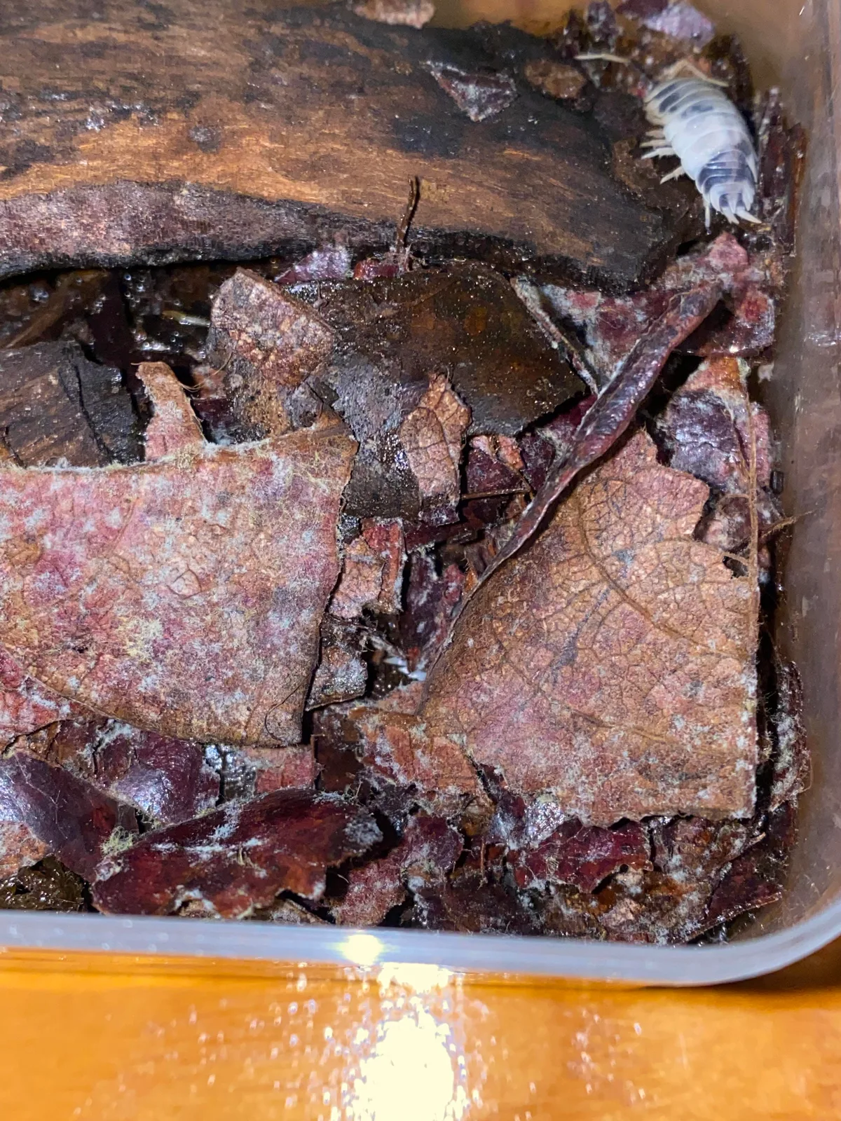 Signs of poor air quality rot