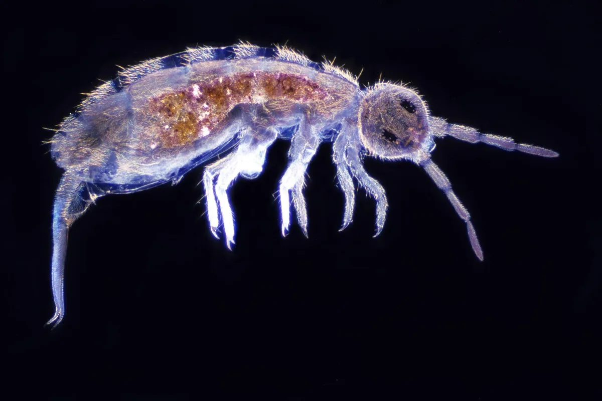 Springtail Overpopulation Signs