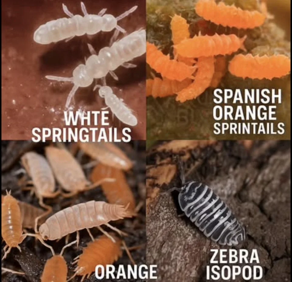 Springtails vs Isopods