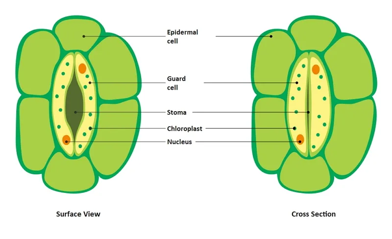 Stomatal regulation
