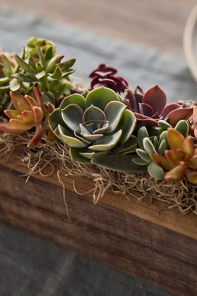 Sun-loving succulent wilting in low-light terrarium