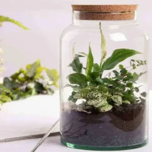 Terrarium Container Mistakes Beginners Make