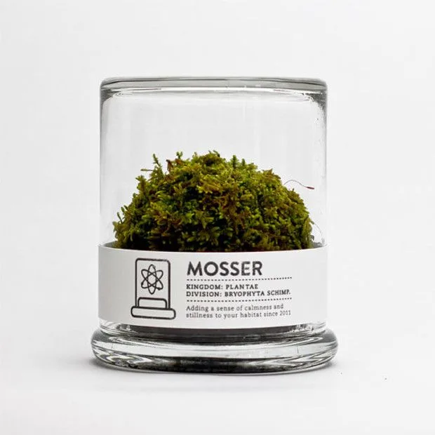 Terrariums for Scientific Observation