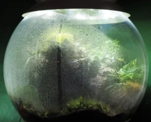Terrariums Water & Condensation FAQ