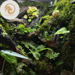 The Bioactive Revolution: How Terrariums Changed Forever