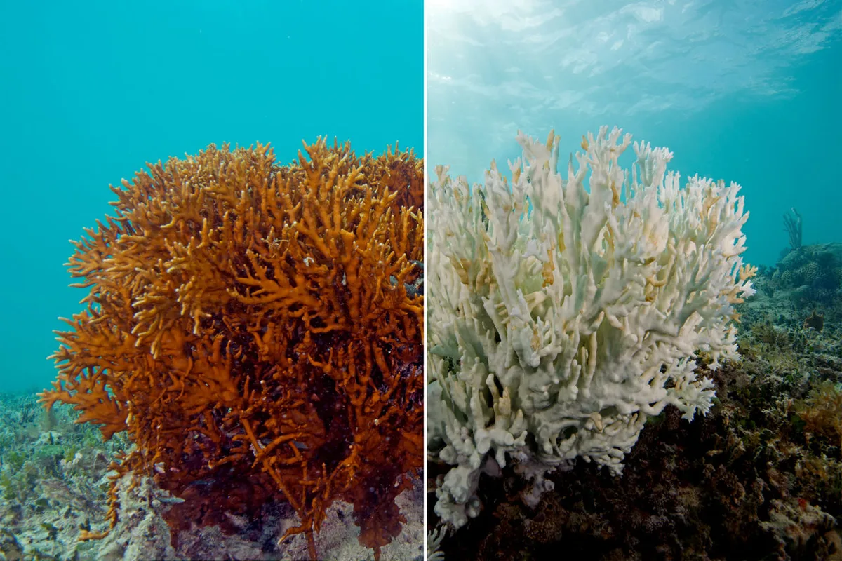 Tipping Points: When Small Ecosystems Collapse