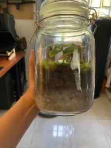 Too Much Condensation? How to Fix an Overwatered Terrarium