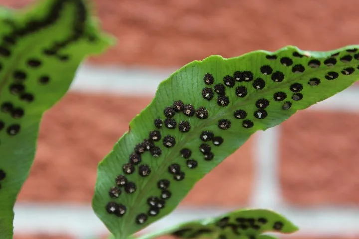 Toxic fern spores in sealed terrarium
