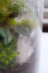 Transpiration: How Plants Create Moisture in Terrariums