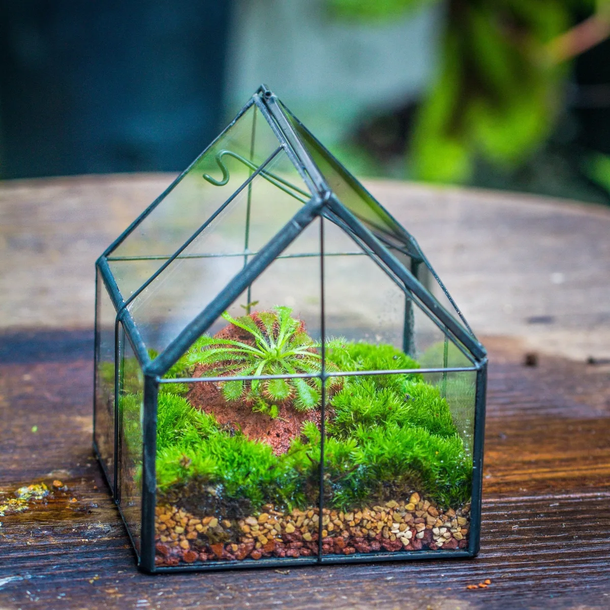 What a Terrarium Is NOT (And Why It Matters)