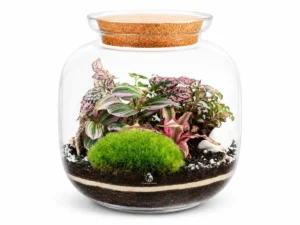 Why Build a Terrarium? 7 Benefits You Didn’t Know