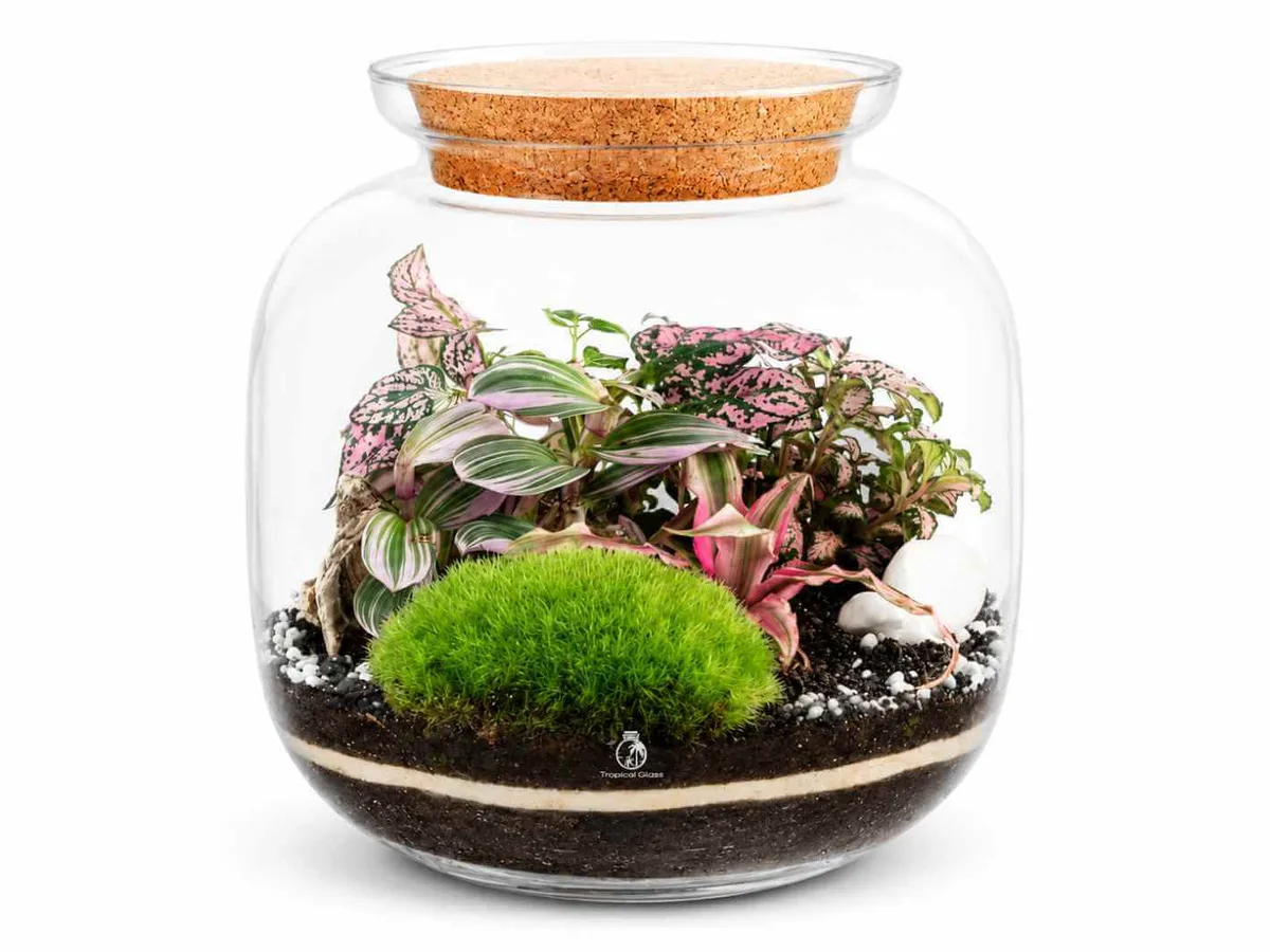 Why Build a Terrarium? 7 Benefits You Didn’t Know