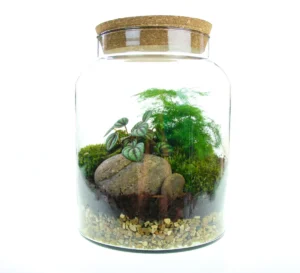 Your Terrarium Is a Miniature Ecosystem: Here’s How