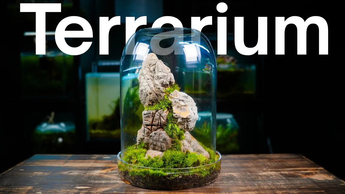 Closed terrarium tropical ferns