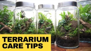 Healthy closed terrarium forest floor scent