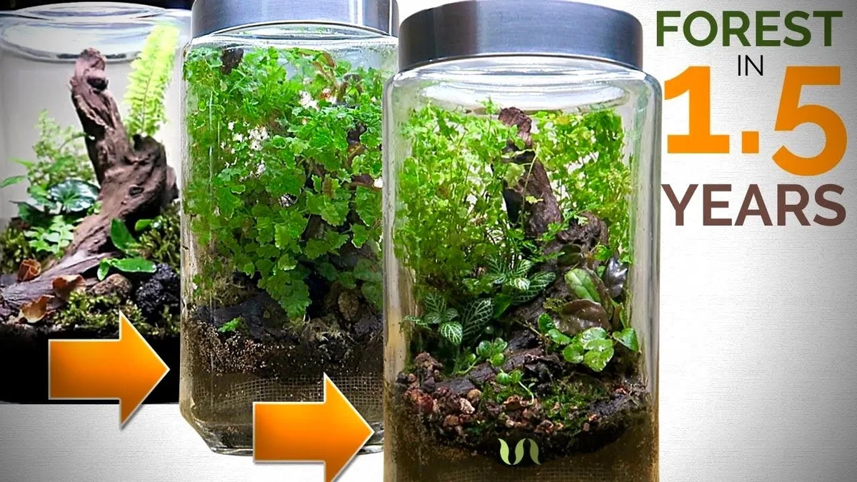 healthy new terrarium growth unfurling