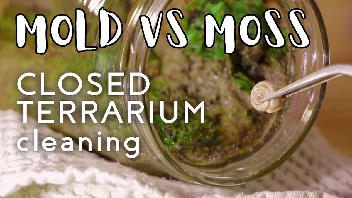 Mold risk in sealed terrarium