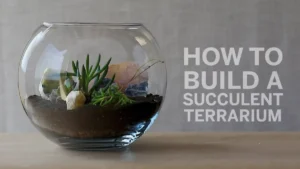 Open terrarium succulent setup