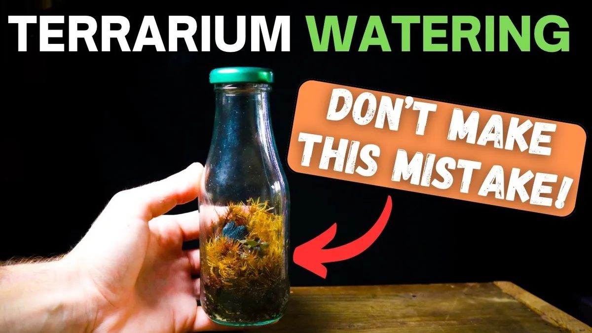 syringe adding water terrarium soil