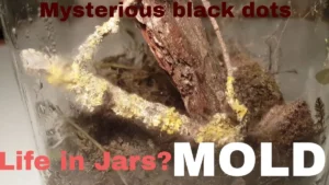 Why Does My Terrarium Smell Musty? (And When Smell Means Danger)