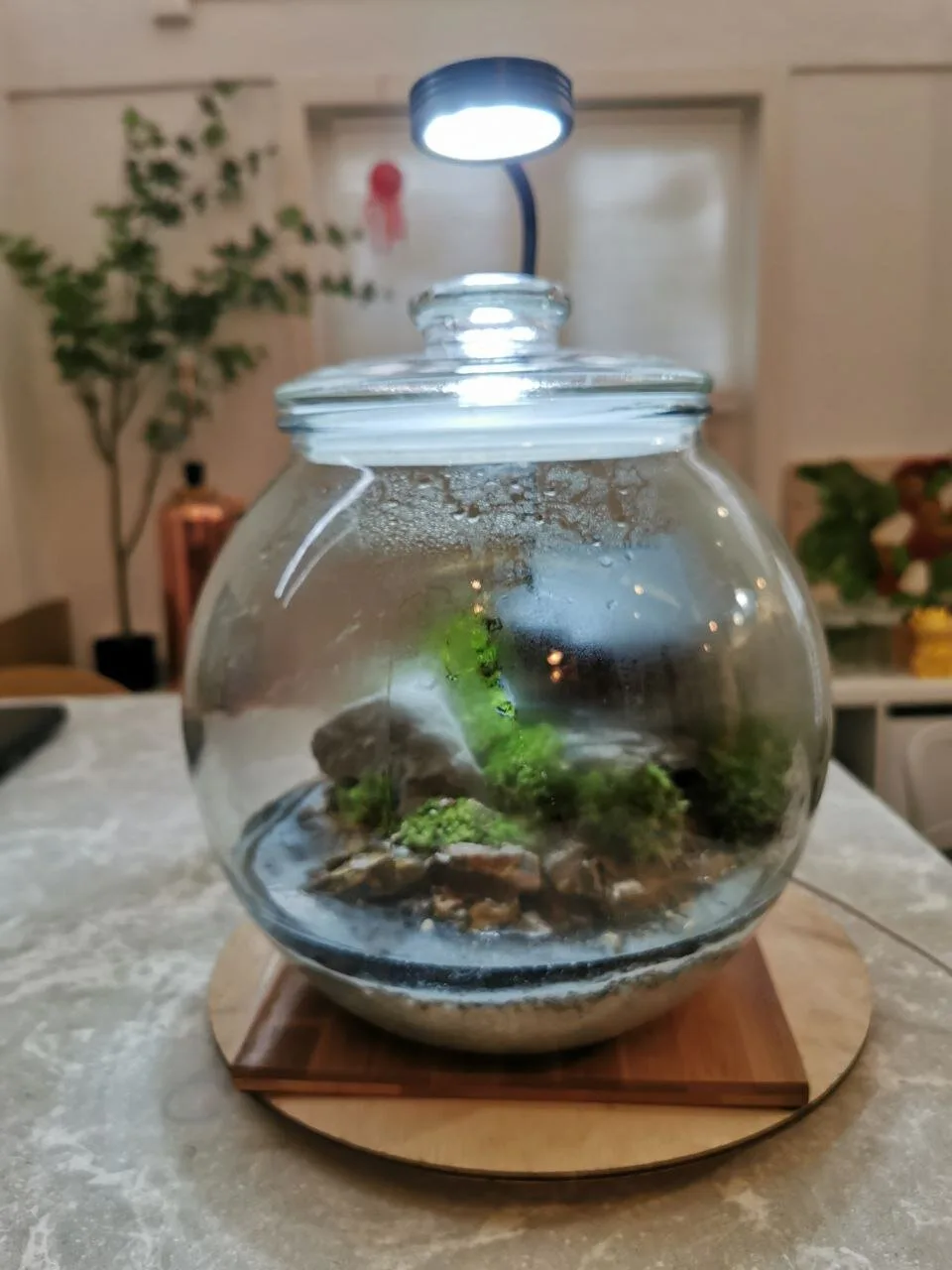 Closed terrarium condensation