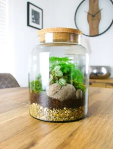 Cooked Terrarium Jar ? Visual Signs You Overheated It by the Window