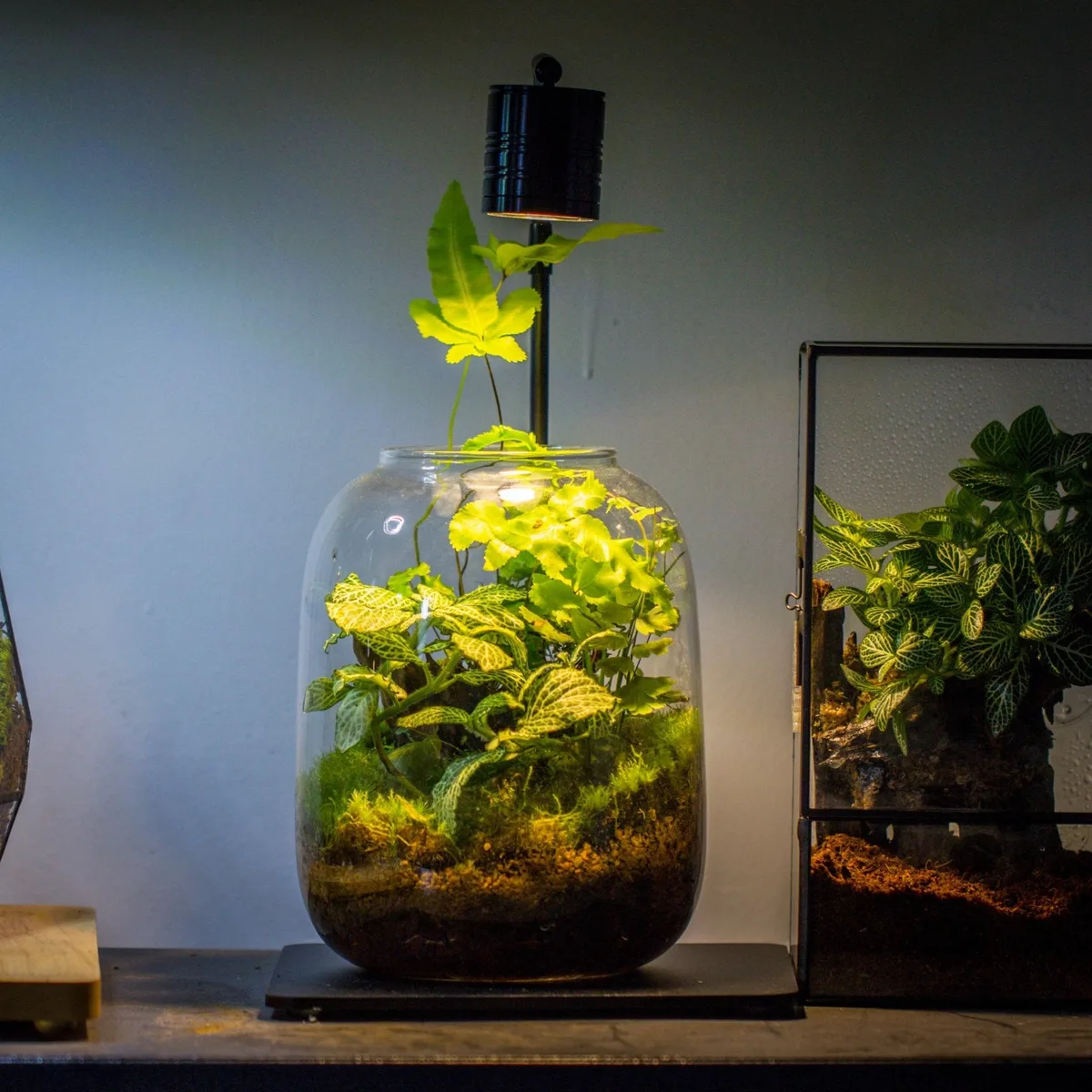 Grow lights vs window light