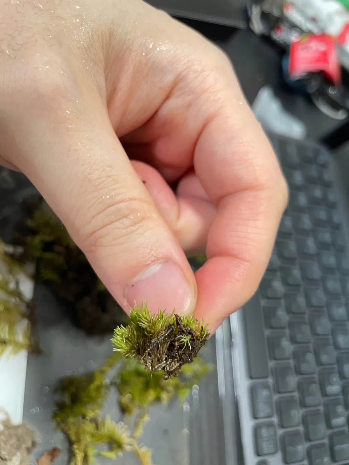 Heat-damaged moss turning tan or straw-colored