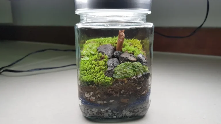 Is Yellow Moss Normal? When Moss Changes Color as It Settles in a Terrarium