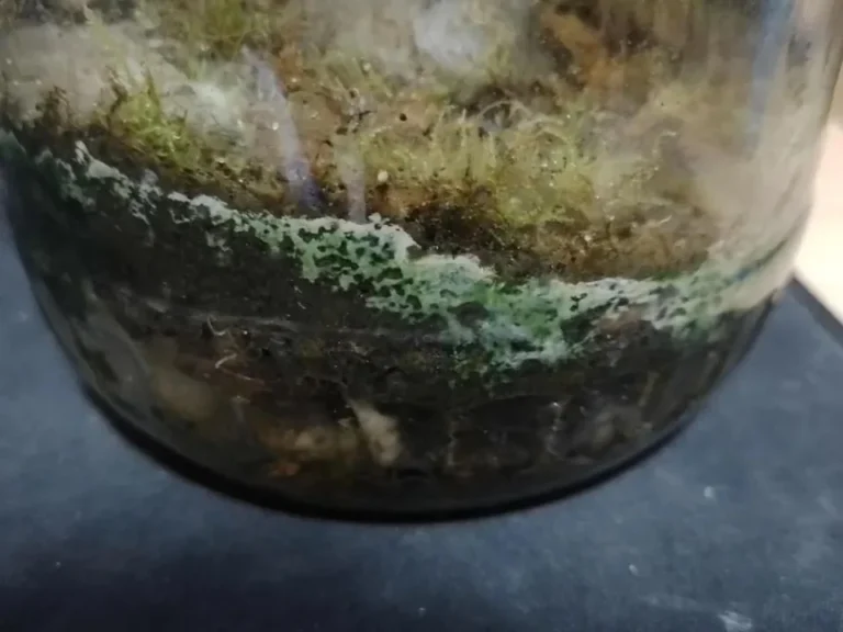 Moss Dying in 4 Days? The Step-by-Step Terrarium Recovery Plan