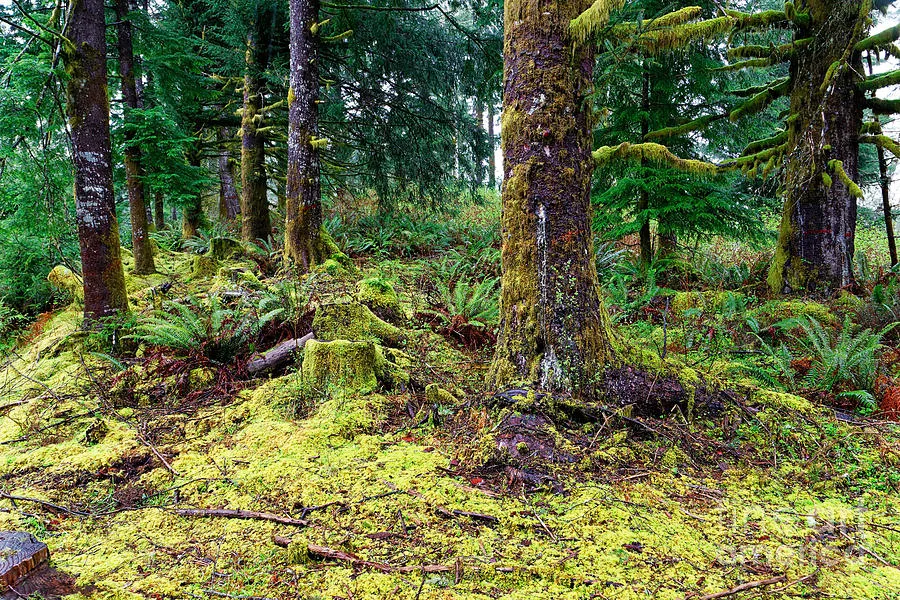 pale yellow moss chlorosis