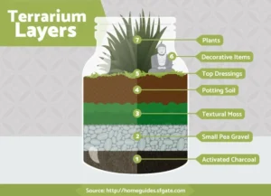 Terrarium’s 3 Soil Layer Myths That Need to Die