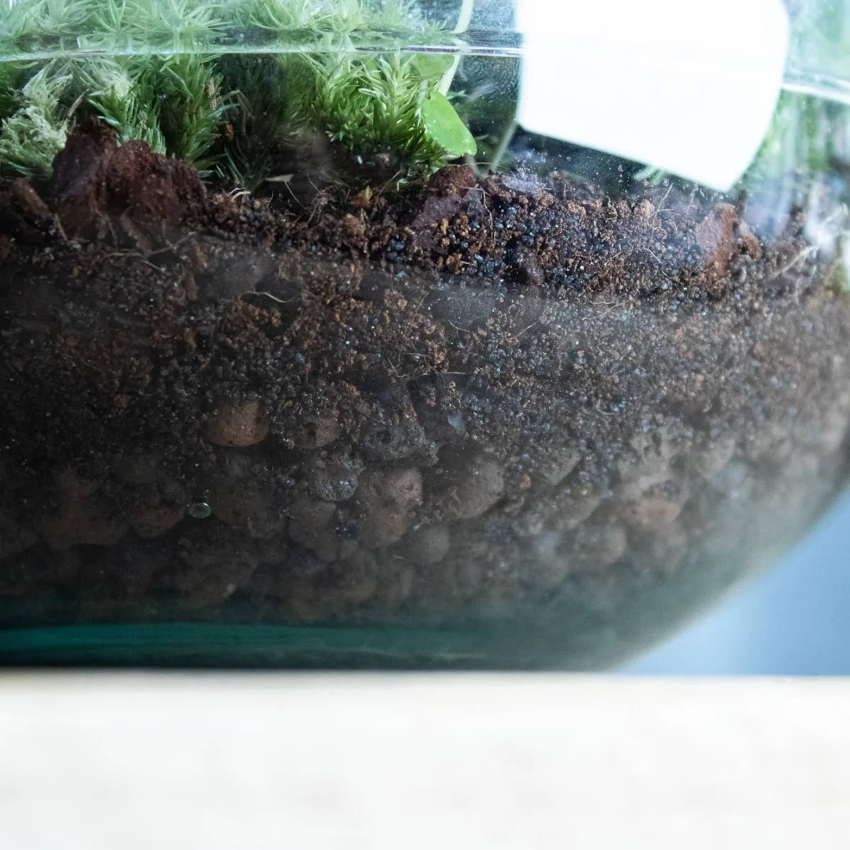 The 'Any Soil Works' Lie: What the Internet Gets Wrong of a Terrarium